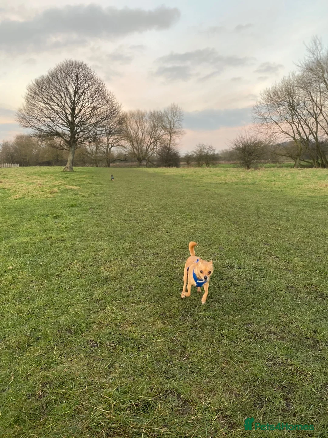 Chihuahua dogs for sale: 2x male Jack Russell and chihuahua crosses  - Advert 11