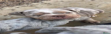 English Bulldog 1