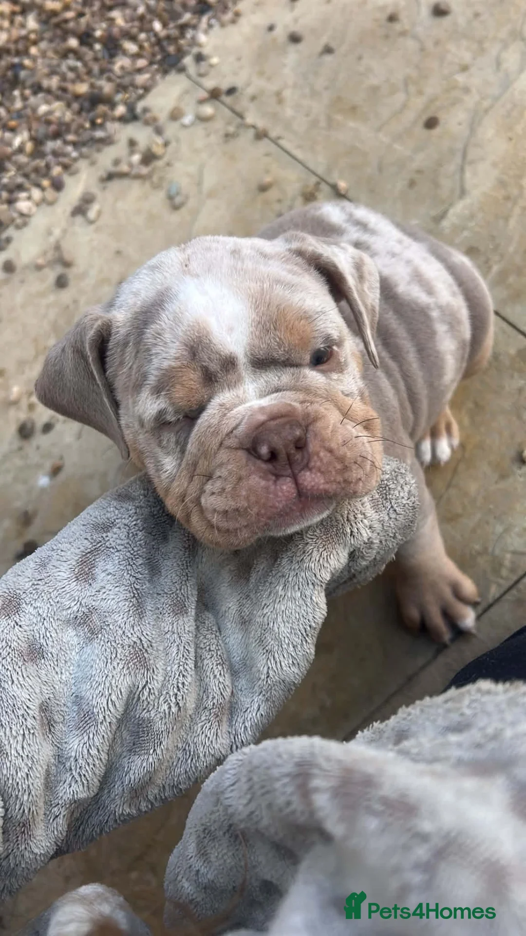English Bulldog dogs for sale: Old English bulldog  - Advert 2