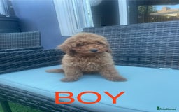 Miniature Poodle dogs for sale: LAST BOY Miniture poodles  - Advert 5