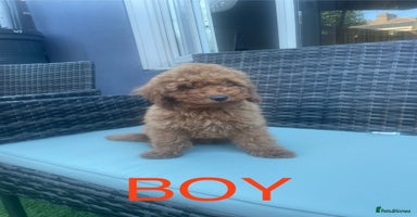 Miniature Poodle dogs - Advert 16