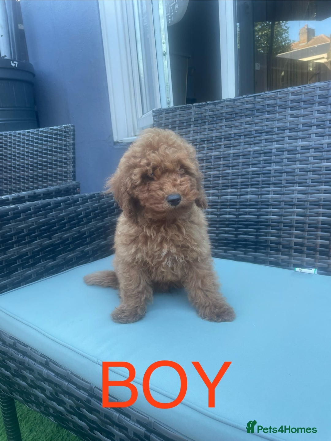 Miniature Poodle dogs for sale: LAST BOY Miniture poodles  - Advert 5