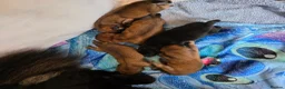 Chow Chow dogs for sale: Chow chow pups - Advert 6
