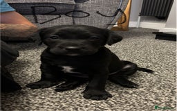 Mixed Breed dogs for sale: fox red Labrador X whippet puppies - Image 1