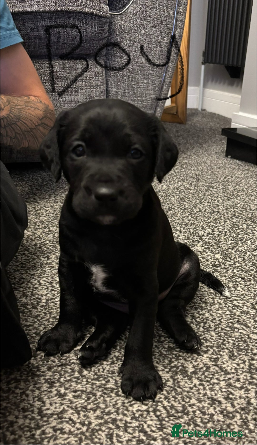 Mixed Breed dogs for sale: fox red Labrador X whippet puppies - Image 1