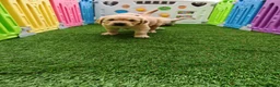 Golden Retriever dogs for sale: READY TO RESERVE  in Bradford - Advert 15