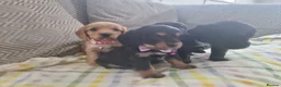 Cocker Spaniel dogs for sale: Cocker spaniel pups  - Advert 12