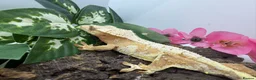 Gecko reptiles for sale: Crested gecko collection for sale  - Advert 14