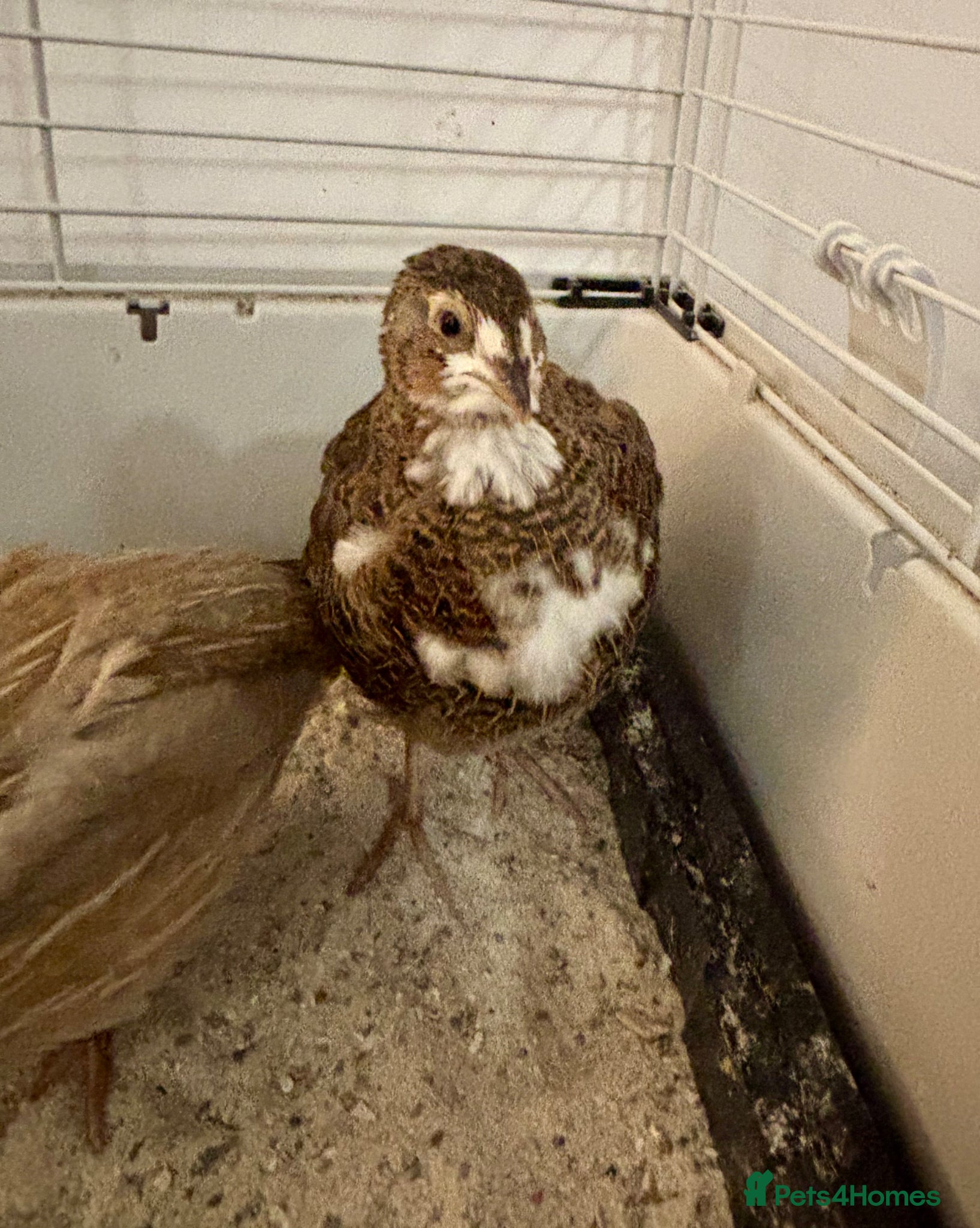 Quail poultry Male Coturnix Quail Roos 4 Weeks Old - Advert 2