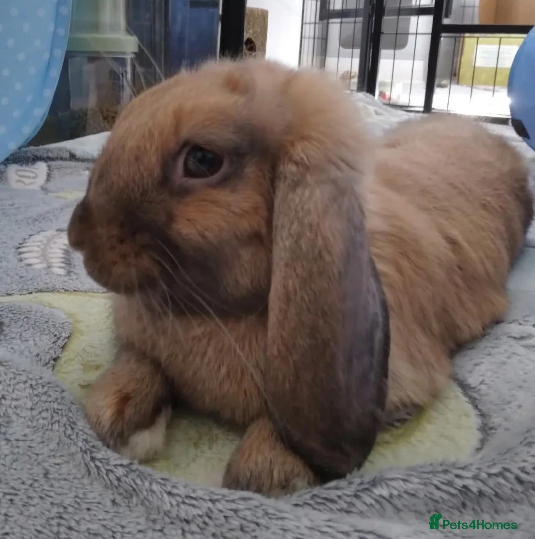 Mixed Breed rabbits for sale: Experienced home wanted - Advert 2