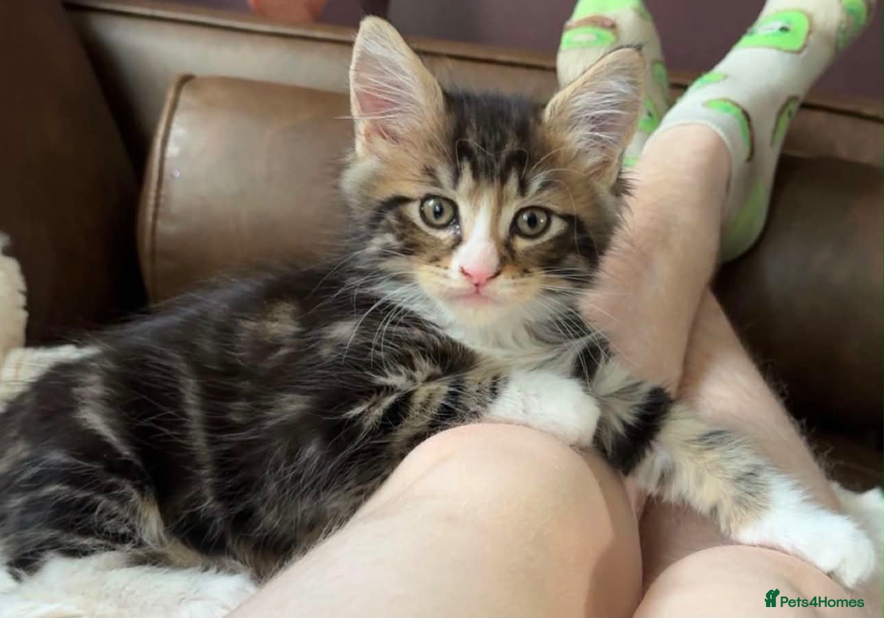Maine Coon cats Reduced ✨Maine coon cross male  - Advert 10