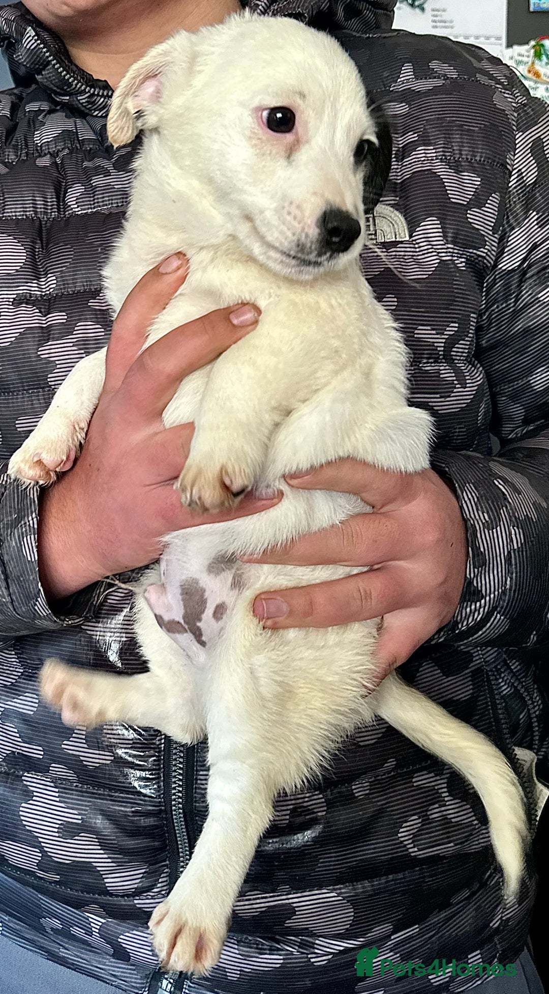 Jack Russell dogs for sale: Kennel Club Registered Jack Russell Terrier Pups - Image 10
