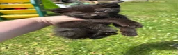Mixed Breed cats for sale: 11 Tabby / Black kittens. Ready to leave. in Liversedge - Advert 10