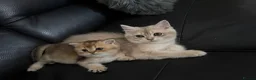 British Shorthair cats for sale: READY TO GO British Shorthair Golden Kittens  - Advert 27