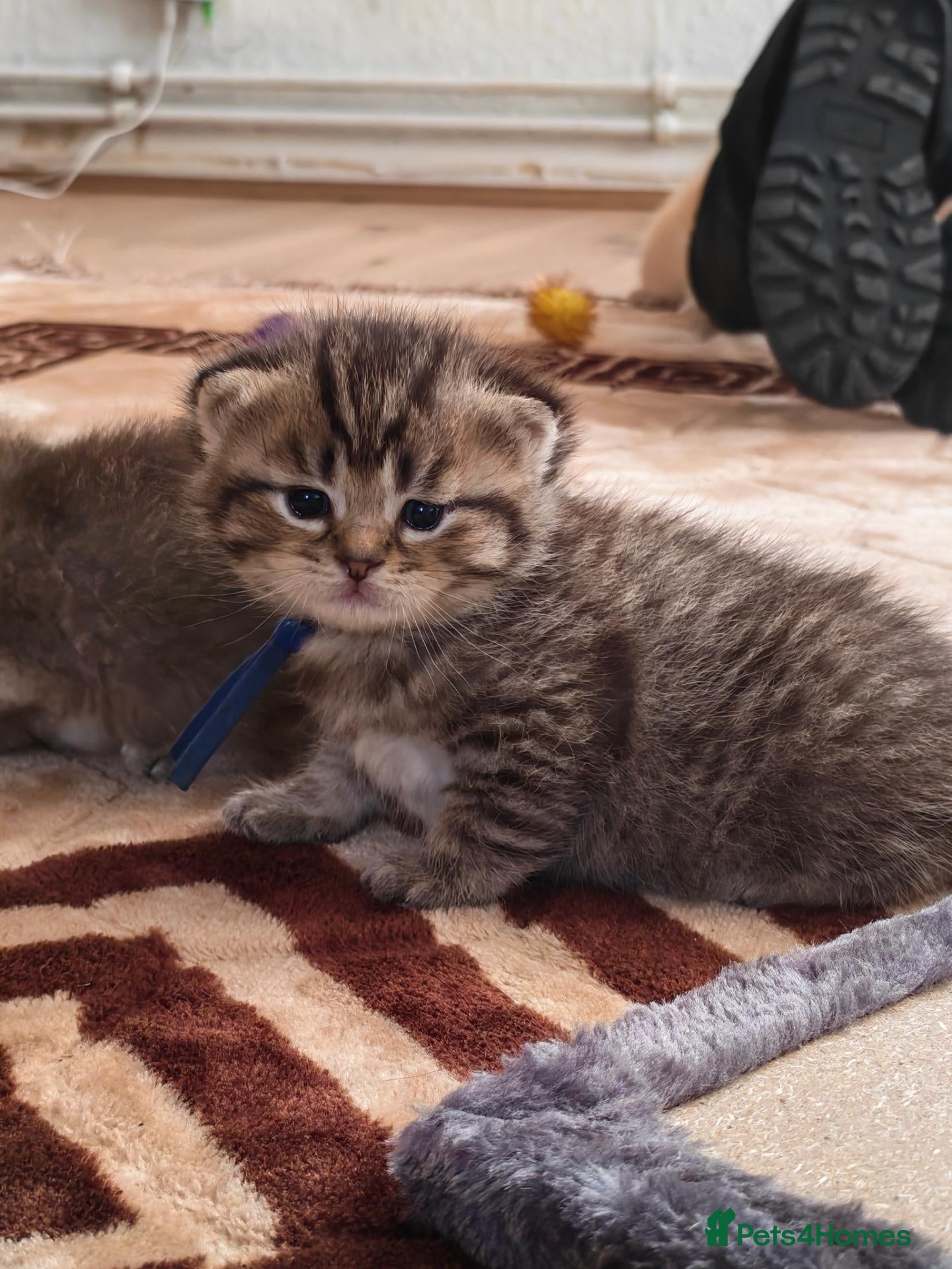 Scottish Fold cats Exceptional/colours Scottish fold/straight kittens - Advert 9
