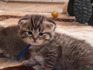 Scottish Fold cats Exceptional/colours Scottish fold/straight kittens - Advert 9