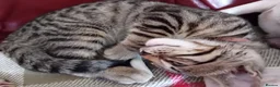 Bengal cats for sale: Bengal Kittens: Princess, Hunter & Friend - Advert 23