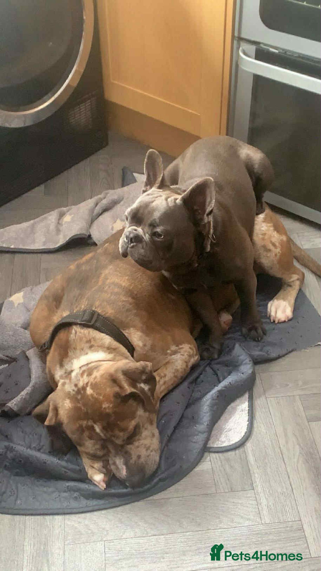 French Bulldog dogs for sale: Beautiful Blue French Bulldog  - Image 4