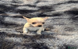 Chihuahua dogs for sale: Chihuahua puppy’s  - Image 23