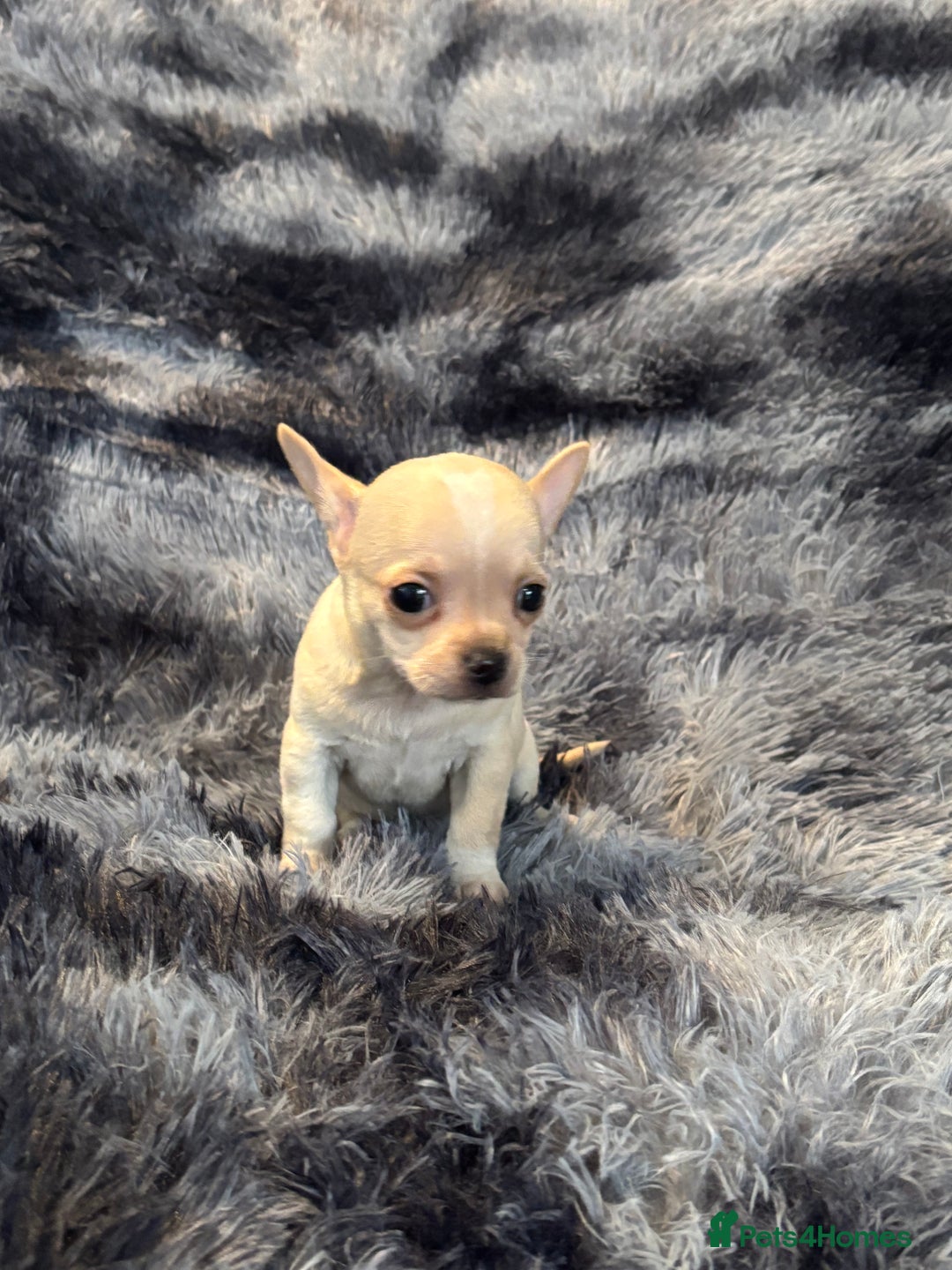 Chihuahua dogs for sale: Chihuahua puppy’s  - Image 23