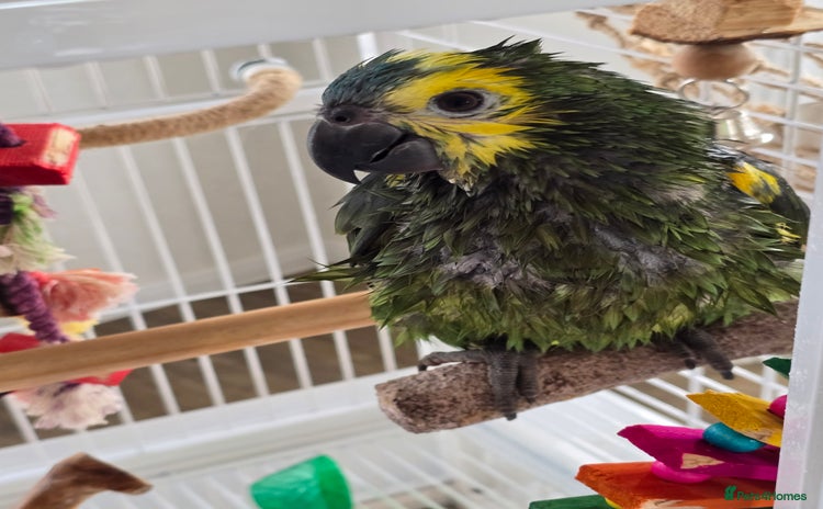 Parrots birds - Advert 2