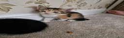 Mixed Breed cats for sale: Kittens Ready Now in Basildon - Advert 18