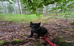 Mixed Breed dogs for adoption: Sweet Snaci looking for LOVE in Salisbury - Image 13