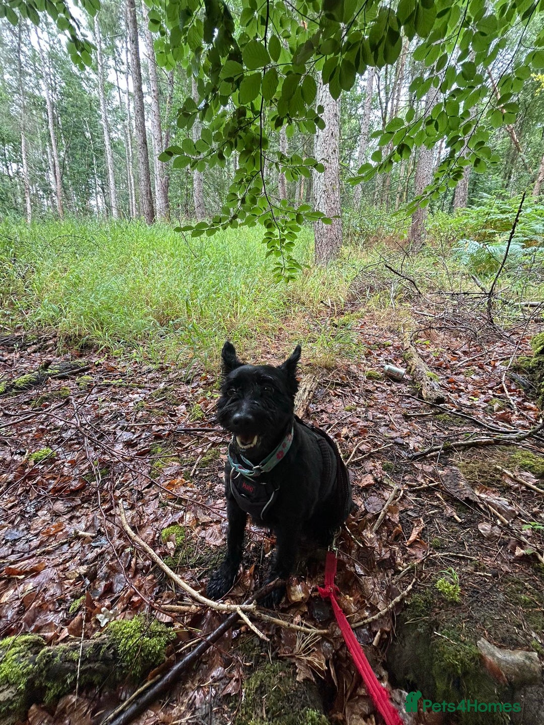 Mixed Breed dogs for adoption: Sweet Snaci looking for LOVE in Salisbury - Image 13