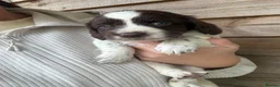 Mixed Breed dogs for sale: Sproodle puppies for sale  - Advert 13