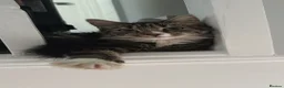 Mixed Breed cats for sale: 3 beautiful boys ready for a new home! in Pontypool - Advert 6
