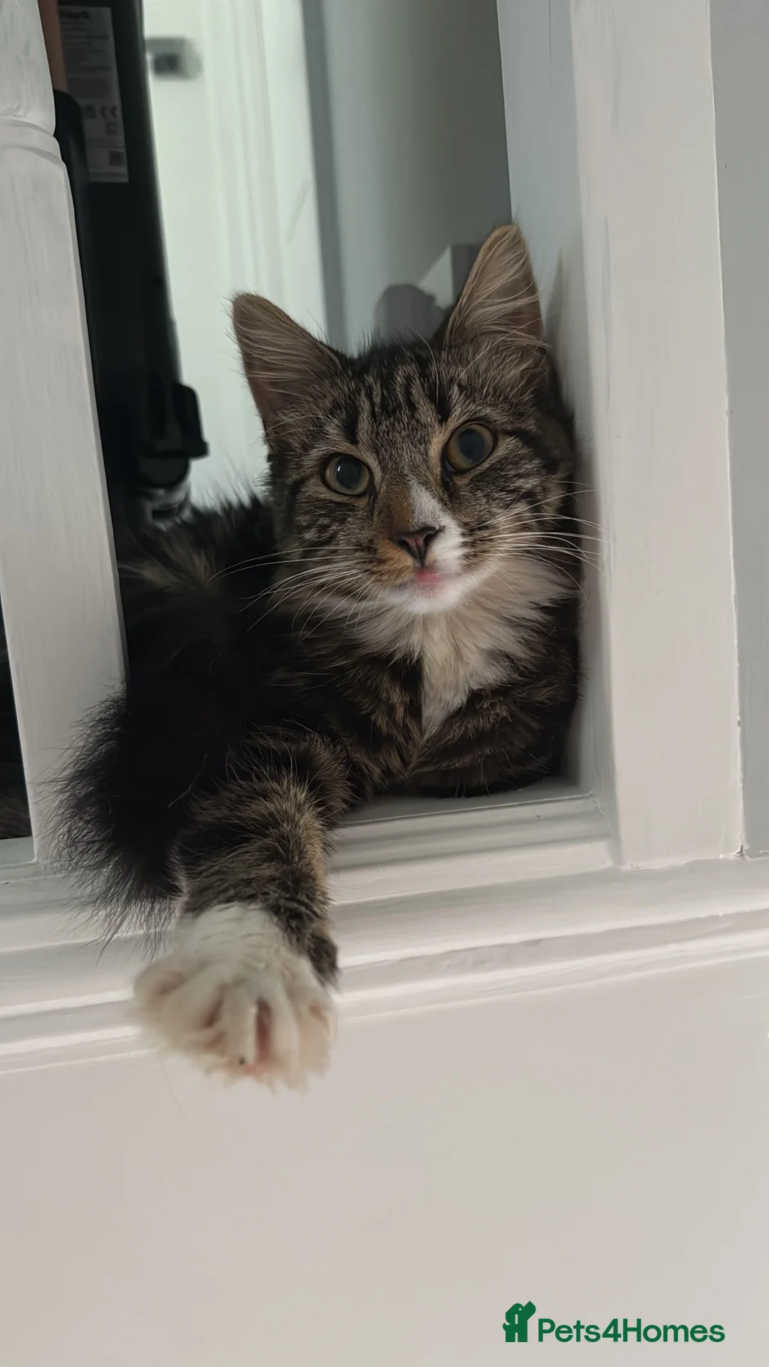 Mixed Breed cats for sale: 3 beautiful boys ready for a new home! in Pontypool - Advert 6