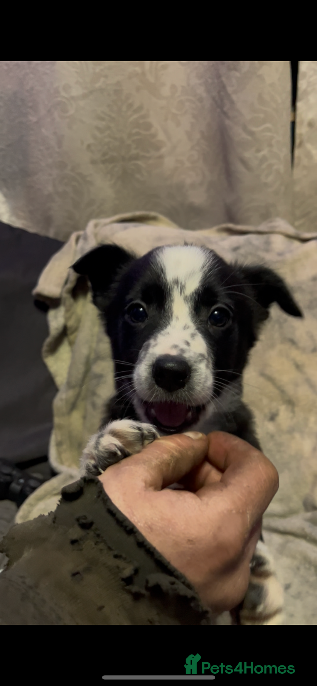 Mixed Breed dogs for sale: 2 gorgeous collie boys left!  - Advert 3