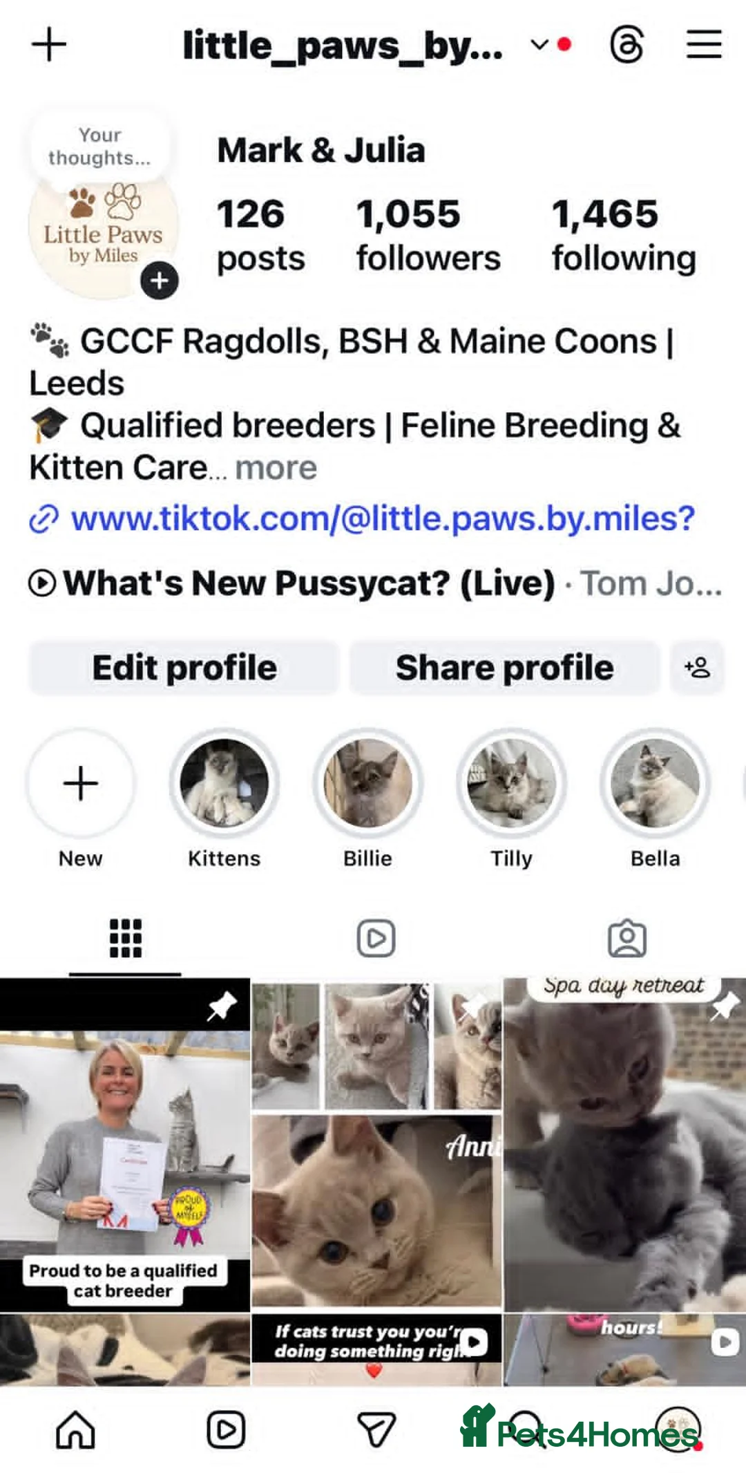 Ragdoll cats for stud: Exceptional GCCF Ragdoll - Advert 12