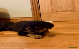 Rottweiler dogs for sale: Stunning chunky big boned Rottweiler puppies - Advert 6