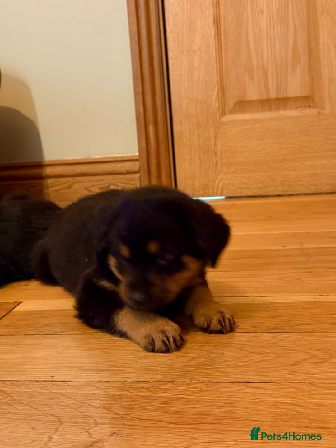 Rottweiler dogs for sale: Stunning chunky big boned Rottweiler puppies - Advert 6