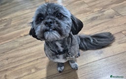 Lhasa Apso dogs for sale: Girl lahasa apso - Image 3