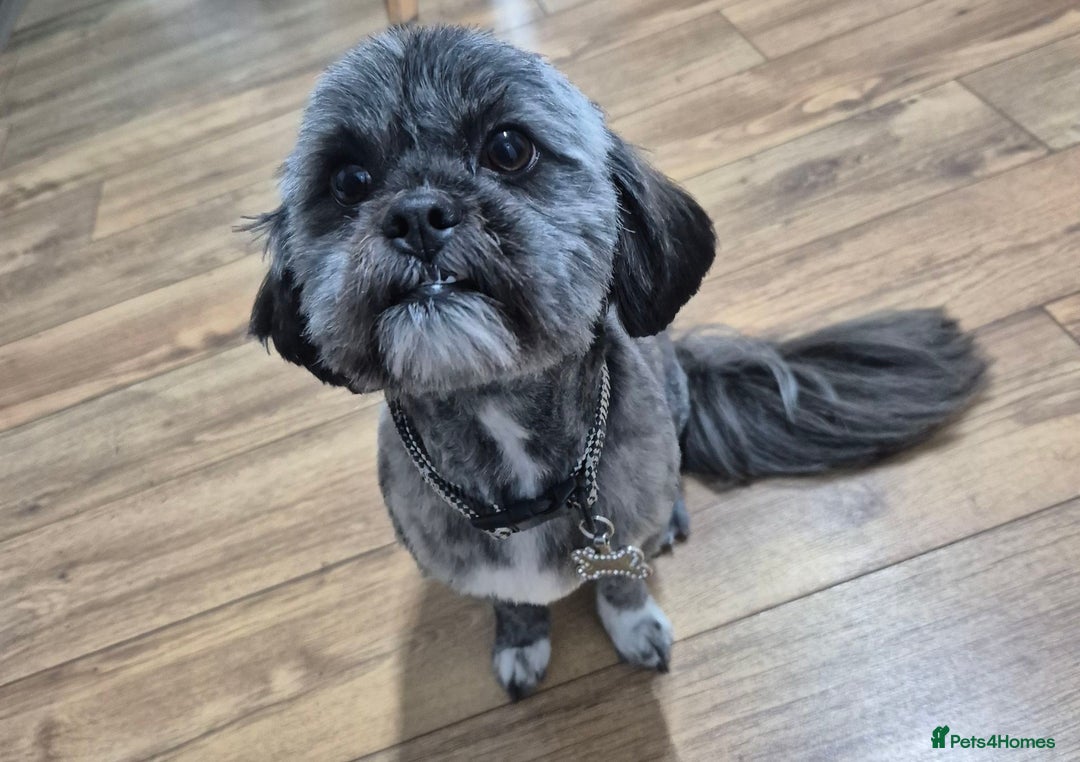 Lhasa Apso dogs for sale: Girl lahasa apso - Image 3