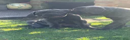 Cane Corso dogs for sale: Cane Corso puppies (1 female left)  - Advert 18