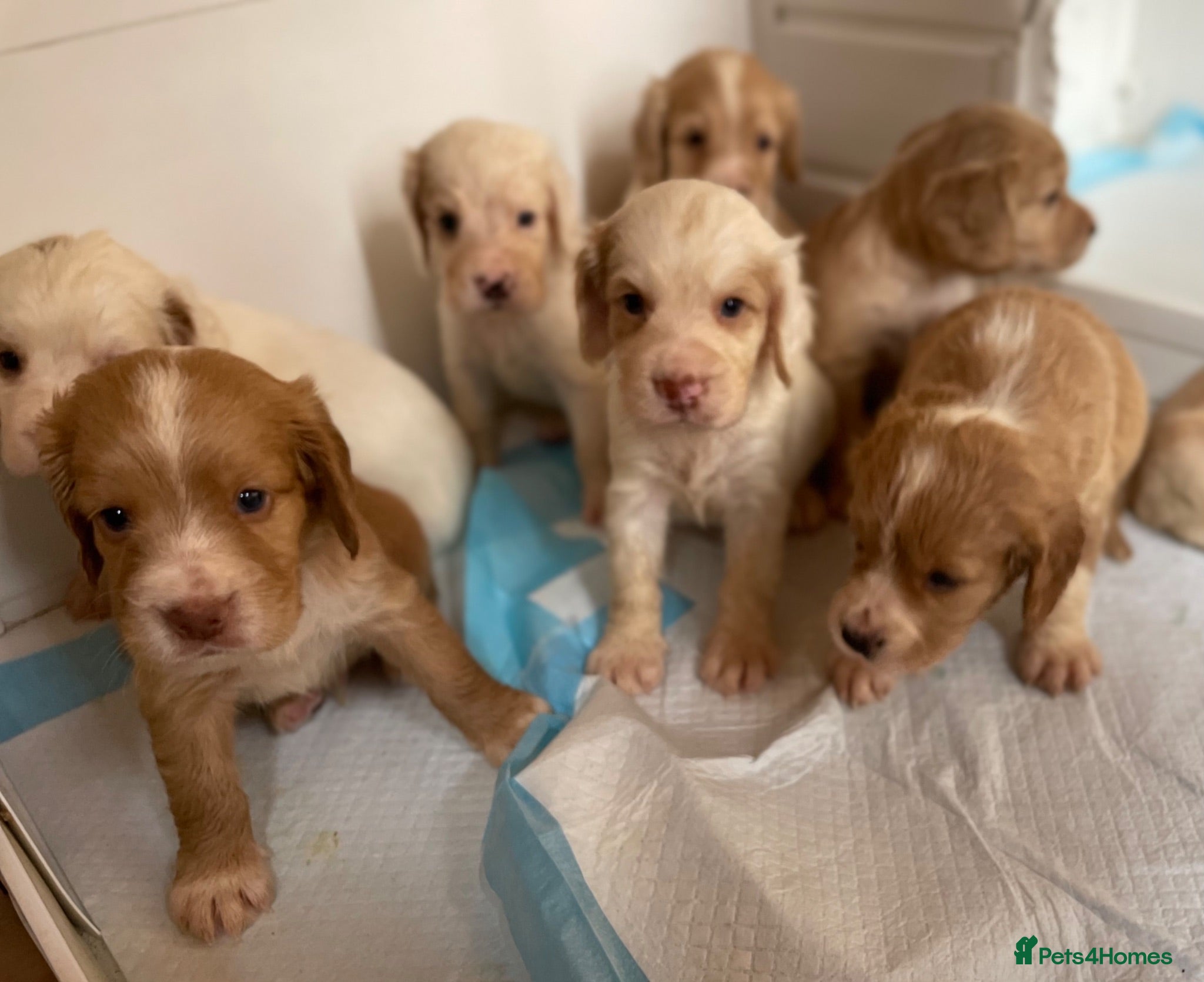 Clumber Spaniel dogs Health Tested Working Cocker x Clumber Puppies - Advert 1