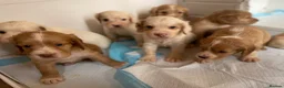 Clumber Spaniel dogs for sale: Health Tested Working Cocker x Clumber Puppies - Advert 4