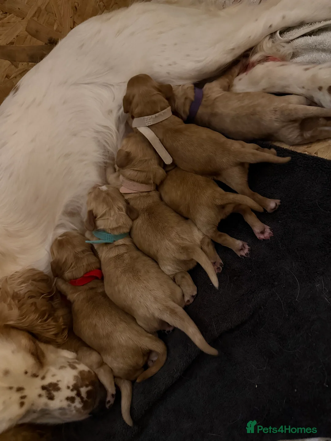 Sprocker dogs for sale: Sprocker spaniel puppys in Norwich - Advert 26