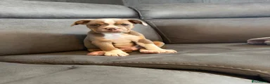 Olde English Bulldogge 1