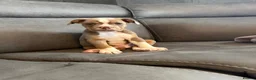 Olde English Bulldogge dogs for sale: Olde English bulldogge puppies - Advert 4
