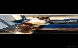 British Longhair cats for sale: Kittens for sale  - Image 6