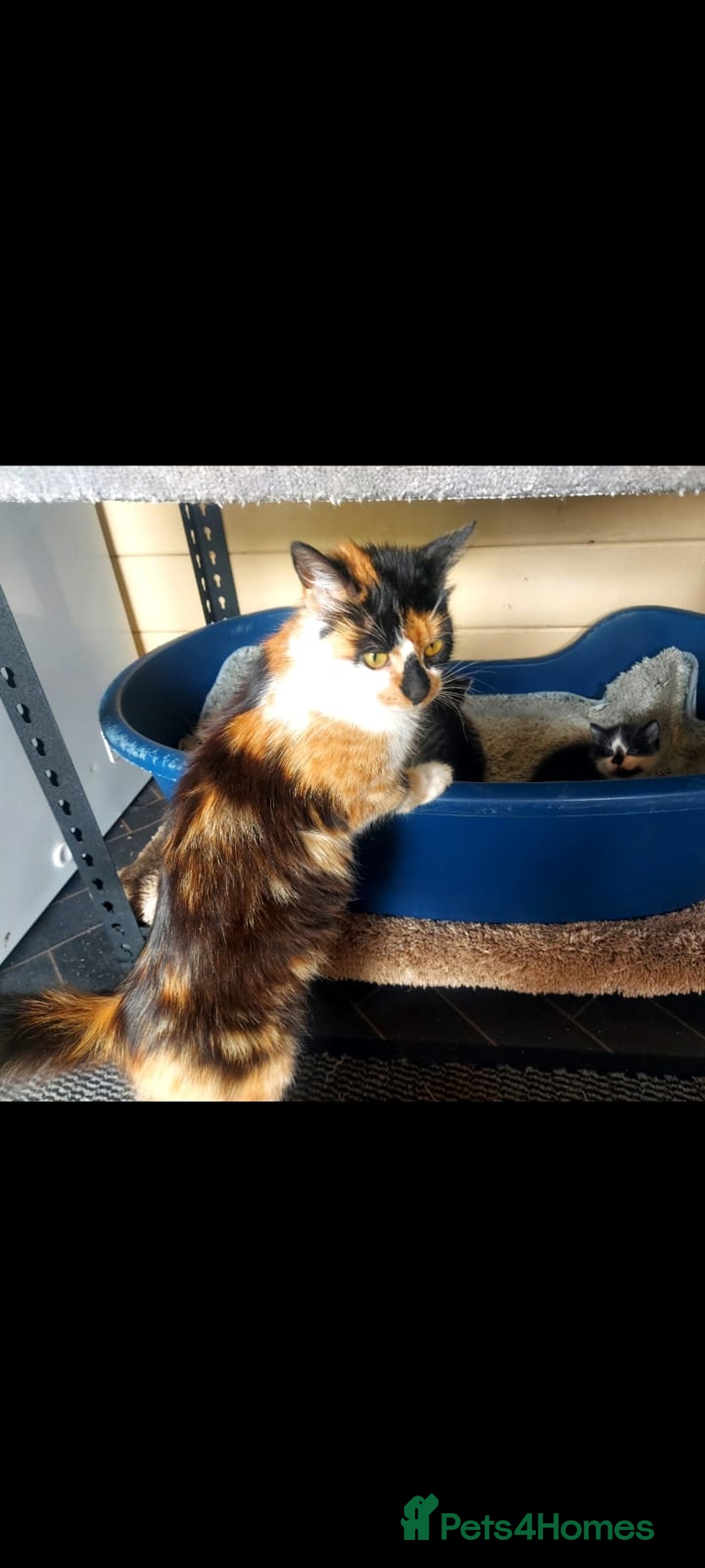 British Longhair cats for sale: Kittens for sale  - Image 6
