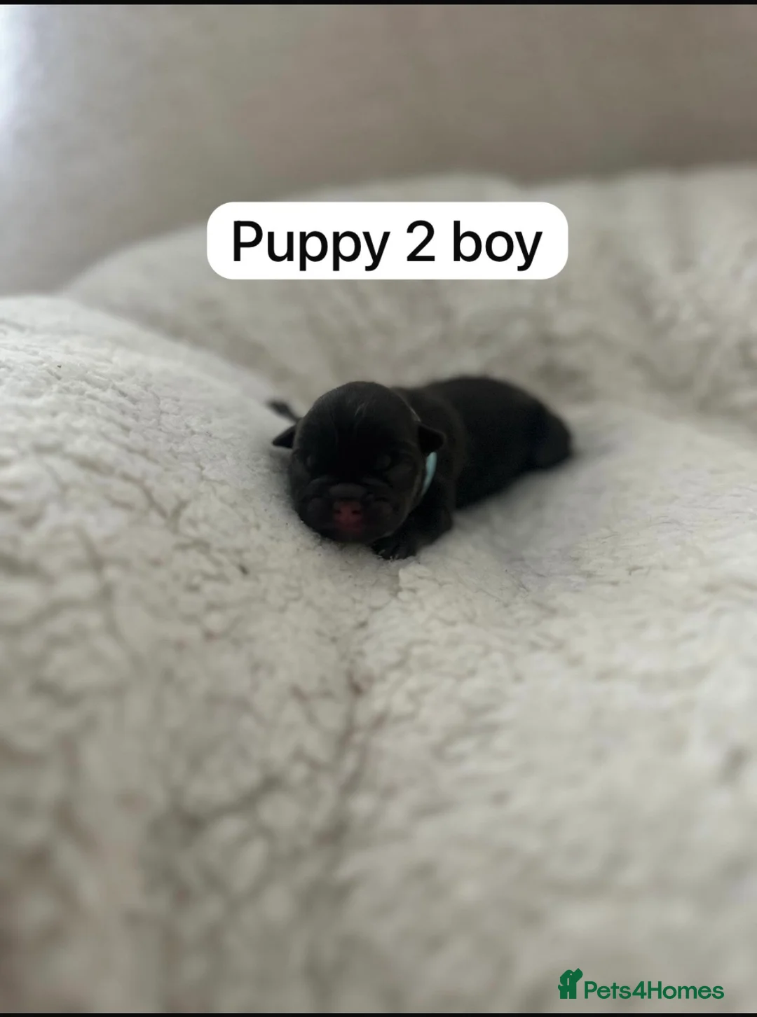 French Bulldog dogs for sale: Fluffy Frenchie puppies  - Advert 5