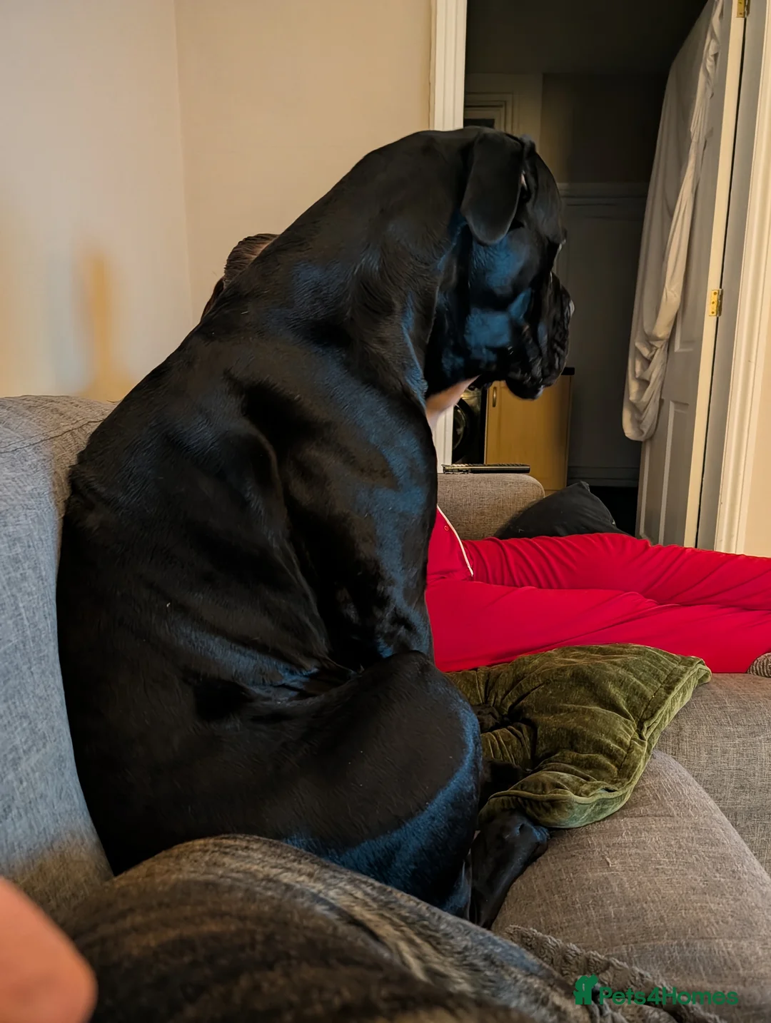 Gallery Image {{count}}