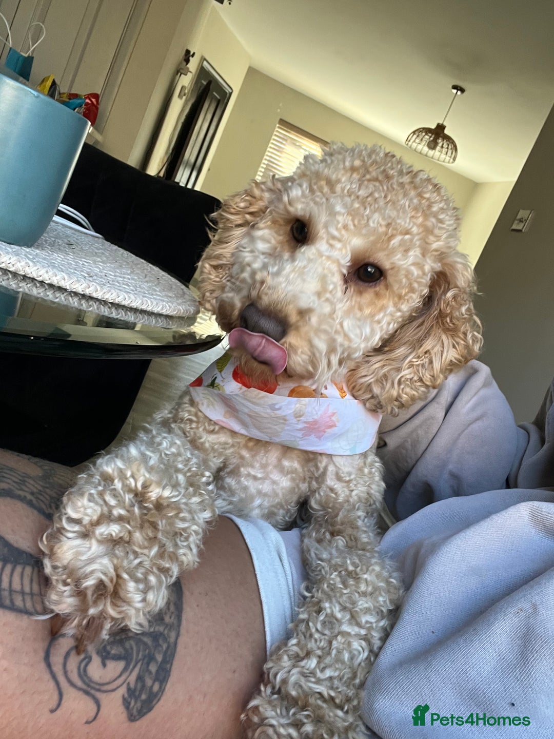 Cockapoo dogs for sale: Poppy - Image 4