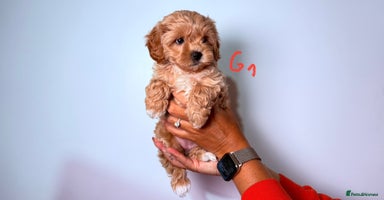 Maltipoo dogs - Advert 2