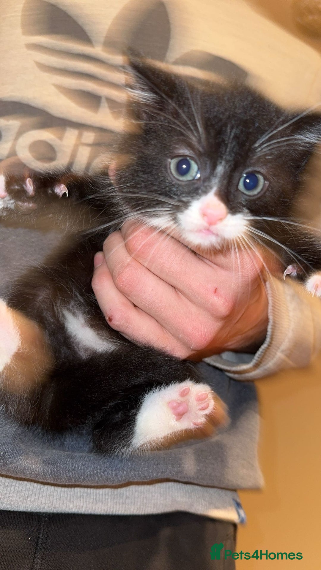 British Shorthair cats for sale: Last boy looking for his forever home  in Newtown - Image 2
